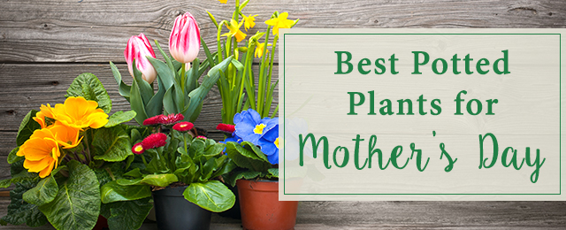 Mothers day deals plants