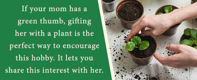 How to be the best plant mom you can be