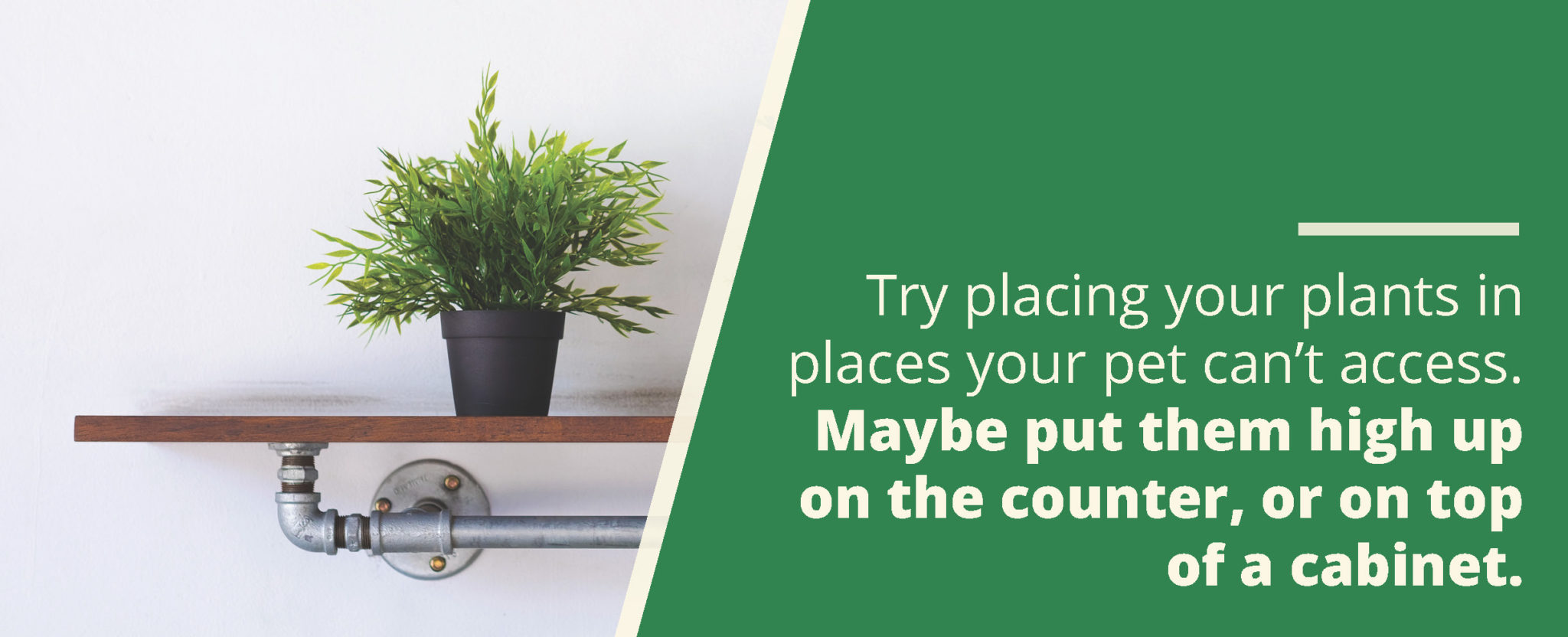 How to Keep Potted Plants Alive Patuxent Nursery