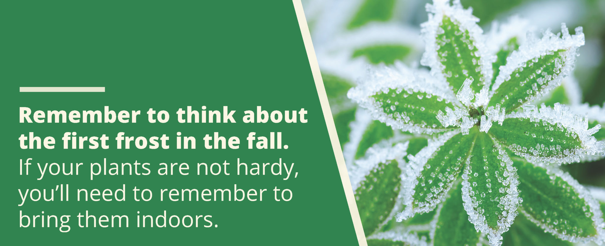 How to Keep Potted Plants Alive Patuxent Nursery