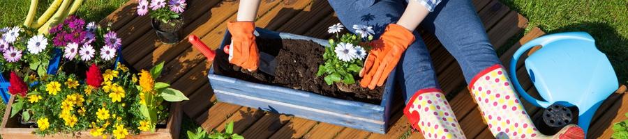 planting flowers