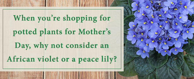 Consider Flowers For Mom Mother's Day