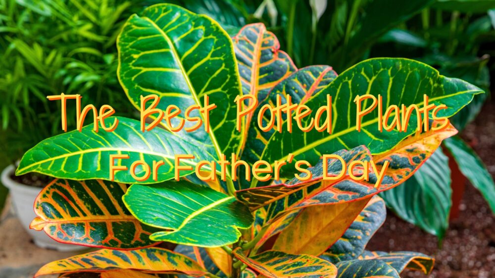 The Best Potted Plants for Father’s Day