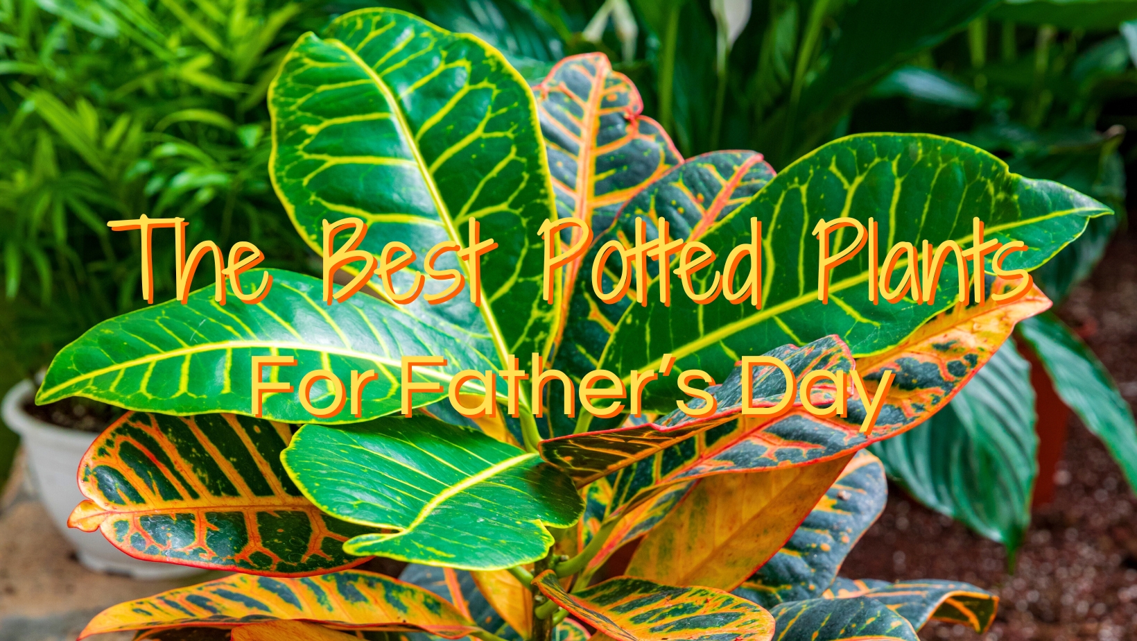The Best Potted Plants for Father’s Day