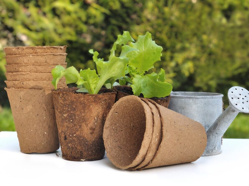 Biodegradable Pot