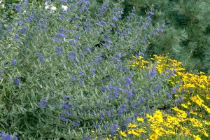 Caryopteris Blue Mist