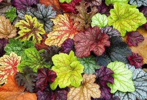 Heuchera