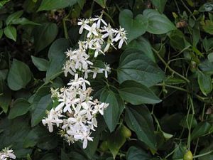 Sweet Autumn Clematis