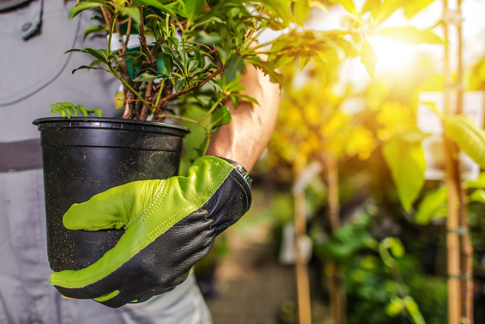 Planting Service Request Patuxent Nursery