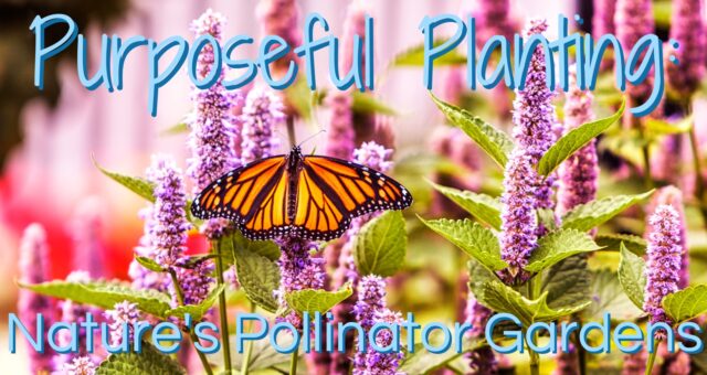 Purposeful Planting: Nature’s Pollinator Gardens