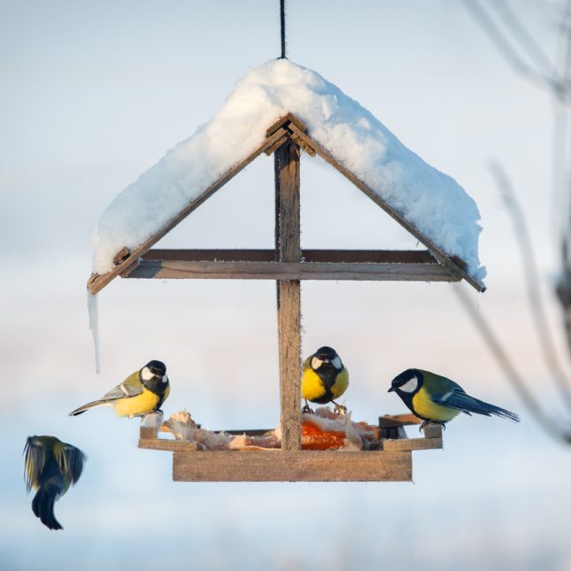 Winter Birds feeding from a covered feeder in snow