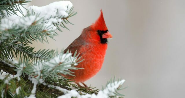 How to Feed Birds During Winter