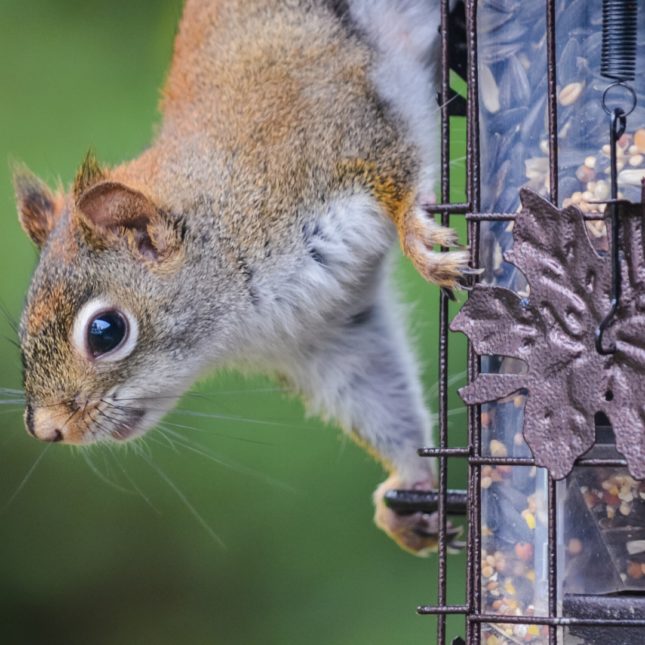Squirrel looking to get into bird feeder