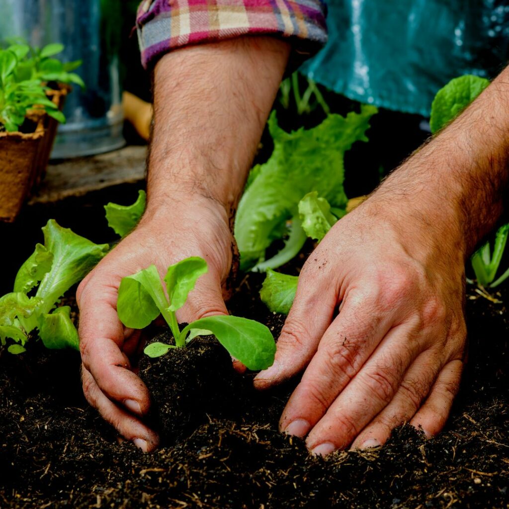 Planning Your Vegetable Garden for Spring Patuxent Nursery