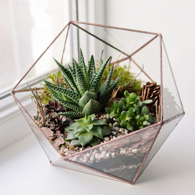 Succulents make great plants for terrariums