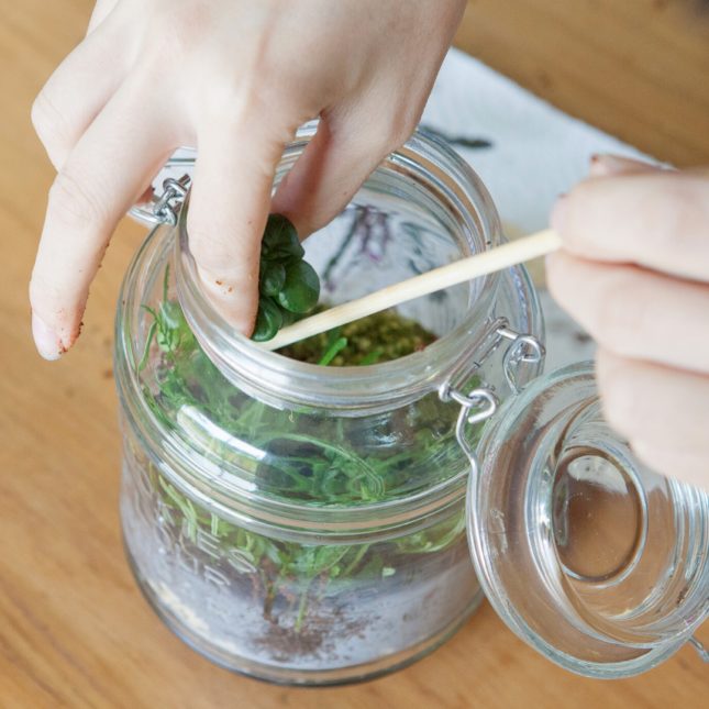 You can use just about any glass container to make a terrarium