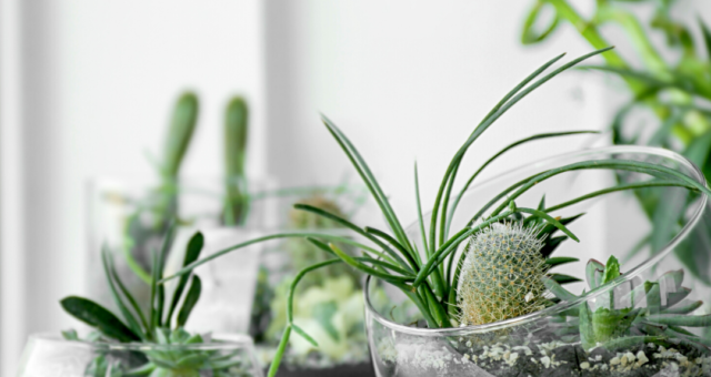 Terrarium Plants: Types, Benefits and Care Tips