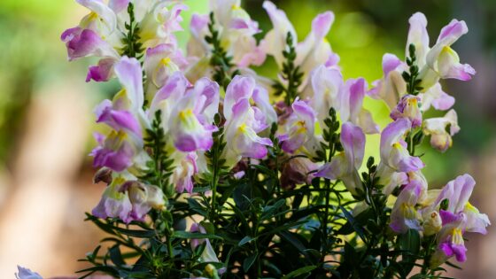 Use snapdragons not only for their flower, but also their height
