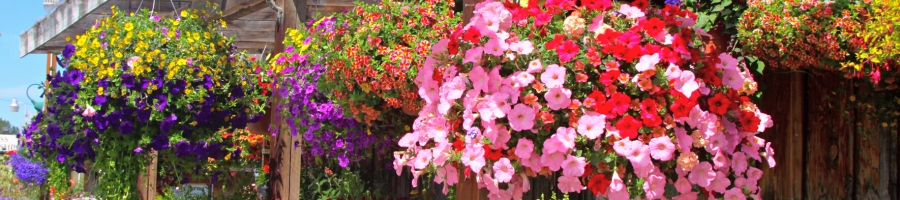 hanging baskets