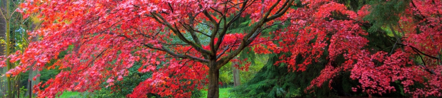 Japanese Maple