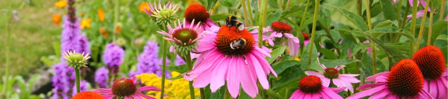 pollinator perennials