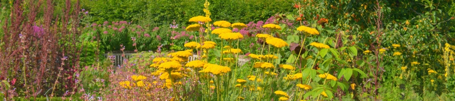 wildflower perennials