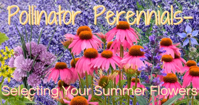 Pollinator Perennials – Selecting Your Summer Flowers