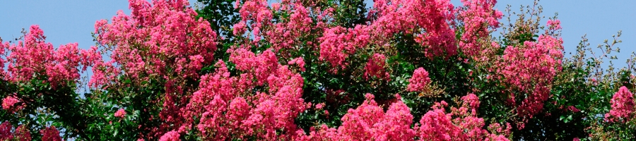 Crape Myrtle