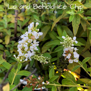 ice chip butterfly bush for sale at patuxent nursery