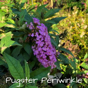 pugster periwinkle butterfly bush for sale at patuxent