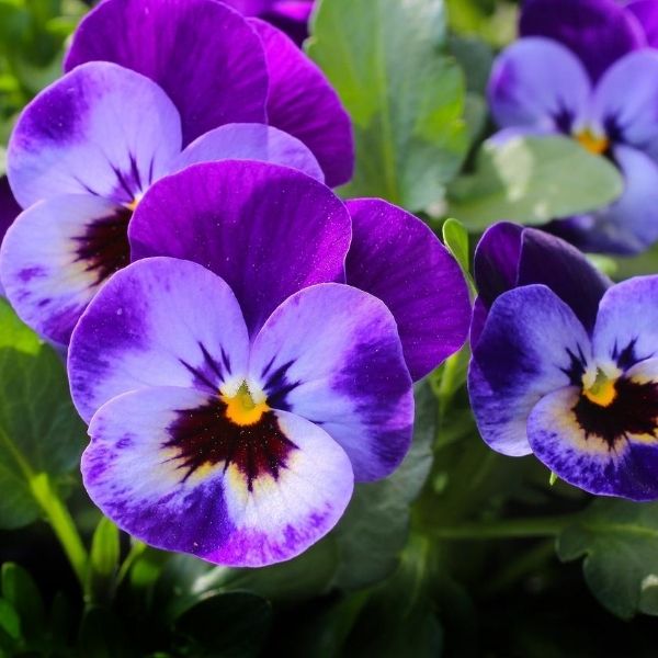 plant pansies in the fall