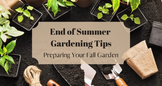 End of Summer Gardening Tips