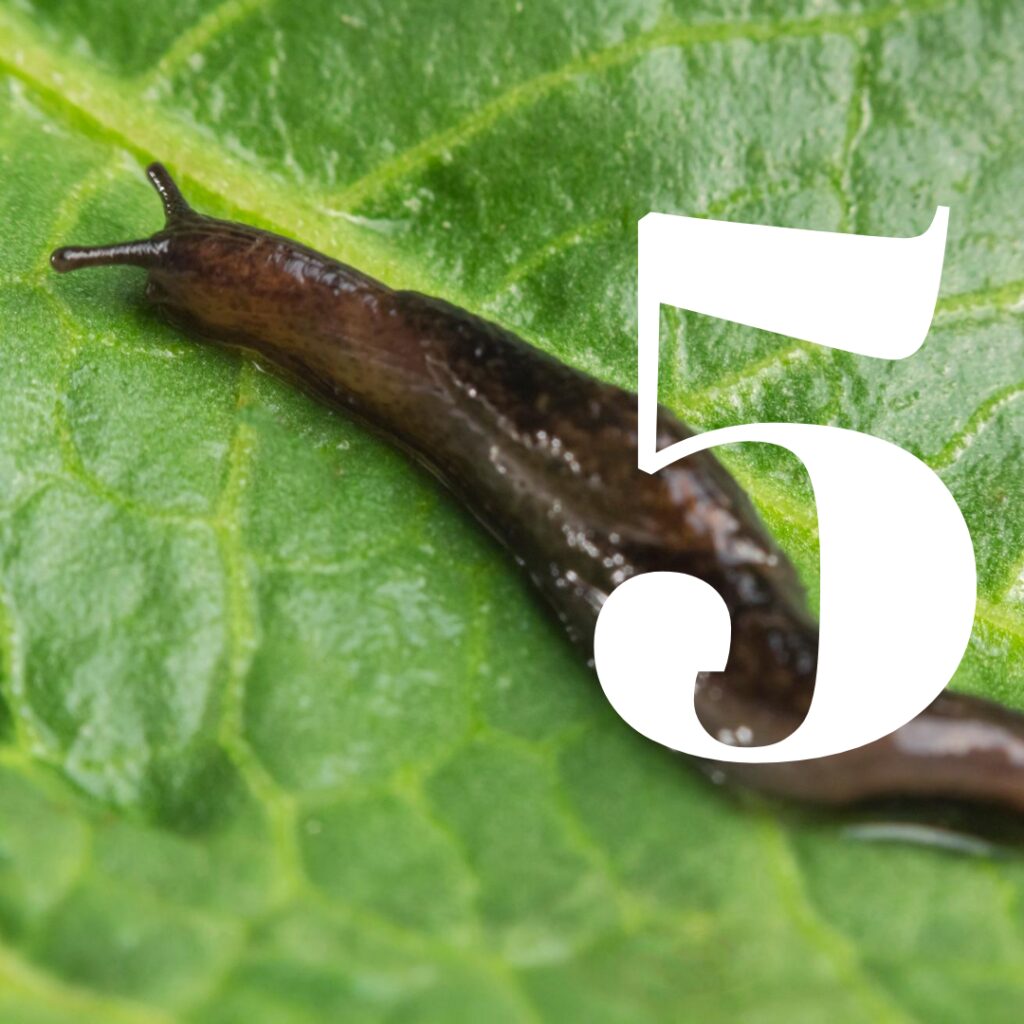 how to kill slugs