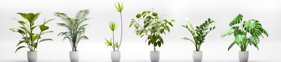 Line Of Houseplants