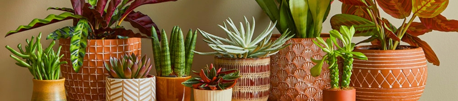 Colorful Houseplants