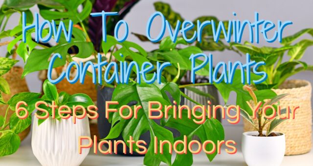 How to Overwinter Container Plants | 6 Steps for Bringing Your Plants Indoors