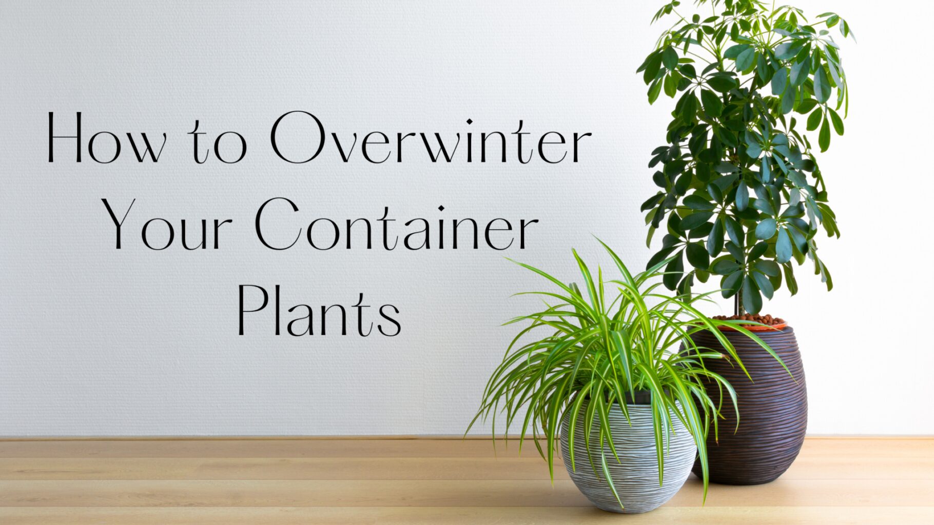 6 Steps for Overwintering Container Plants Patuxent Nursery