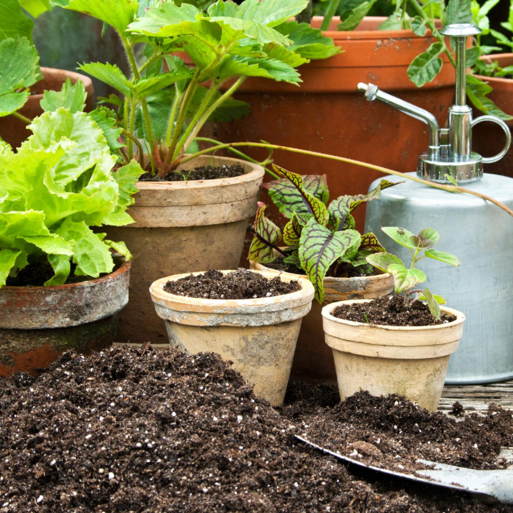 how to repot a houseplant