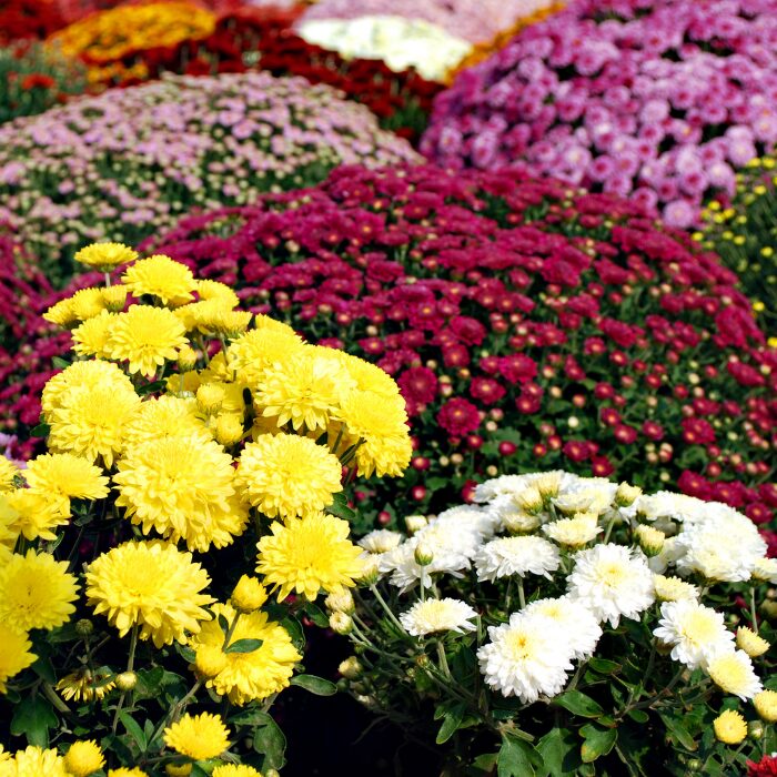 Chrysanthemums for sale at Patuxent Nursery