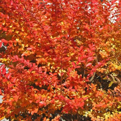 fall colors of the crape myrtle