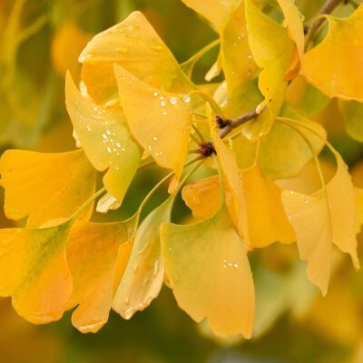 gingko tree leaves have bright golden fall colors