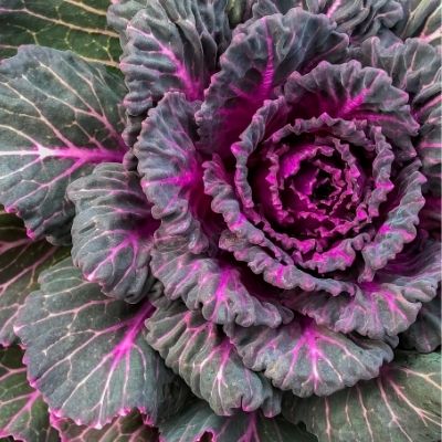 cabbage
