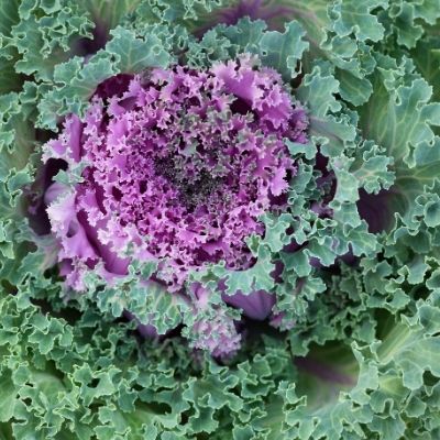 kale