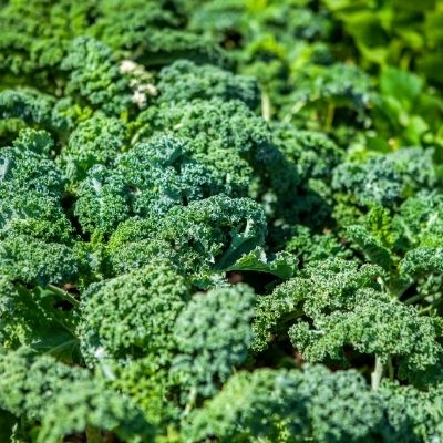kale green
