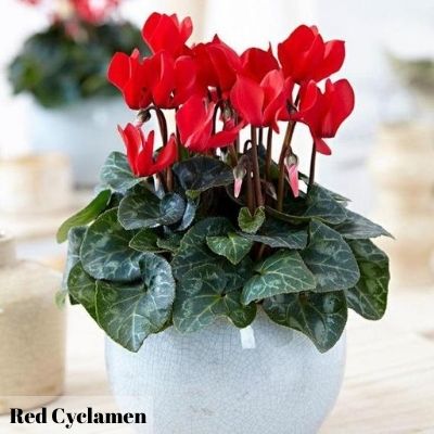 cyclamen