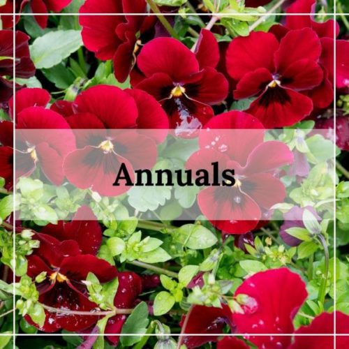 Maryland Plant Nursery & Garden Center in Bowie, MD Patuxent Nursery