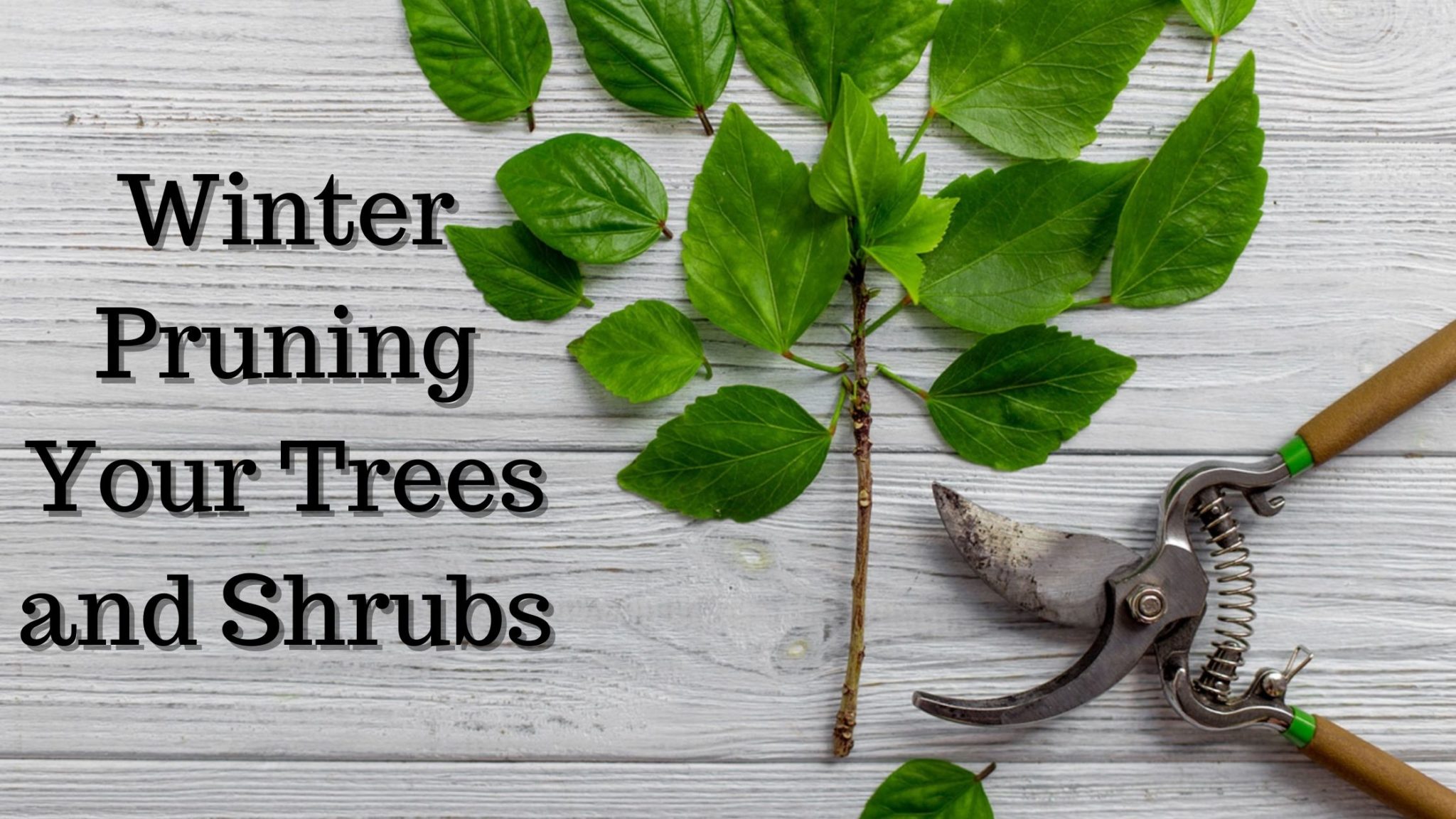 Winter Pruning Your Trees and Shrubs