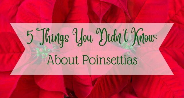 5 Things You Didn’t Know About Poinsettias