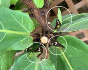 fiddle+branching+3 pruning guide