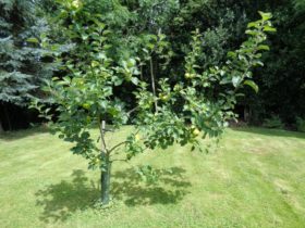 prune1 Beautiful and successful pruning
